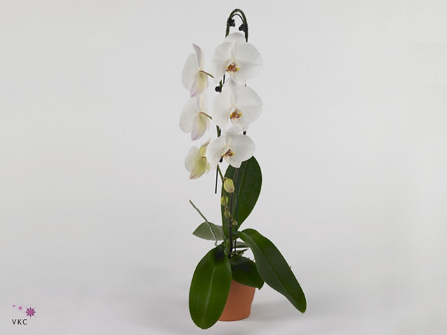 Phal El Boomerang Mix