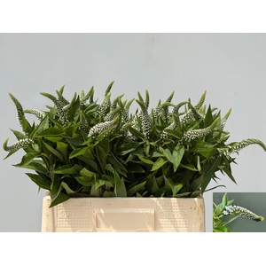 LYSIM CLETHROIDES