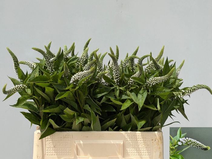 <h4>LYSIM CLETHROIDES</h4>