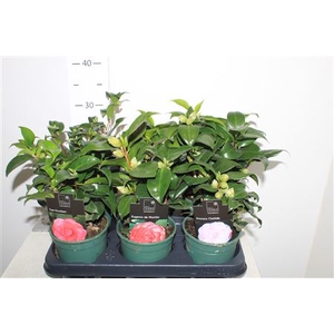 Camellia Japonica 4 Srt 10 Bloemen+++