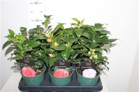 <h4>Camellia Japonica 4 Srt 10 Bloemen+++</h4>