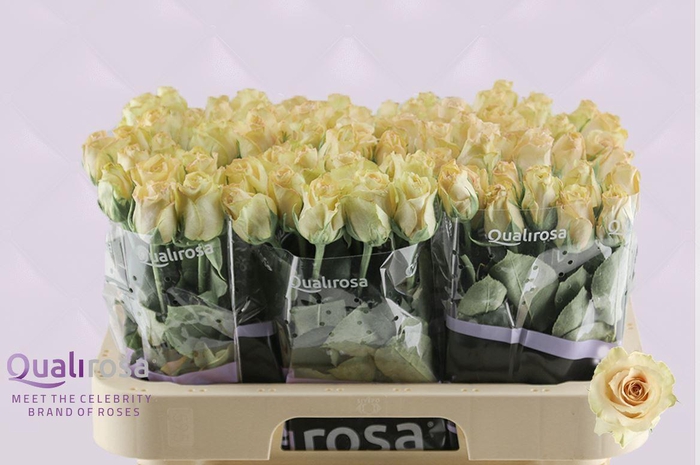 <h4>R Gr Quicksand</h4>