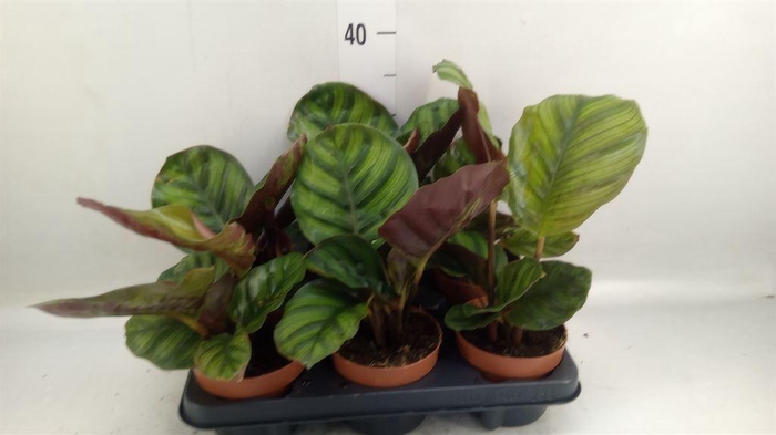 <h4>Calathea   ...</h4>