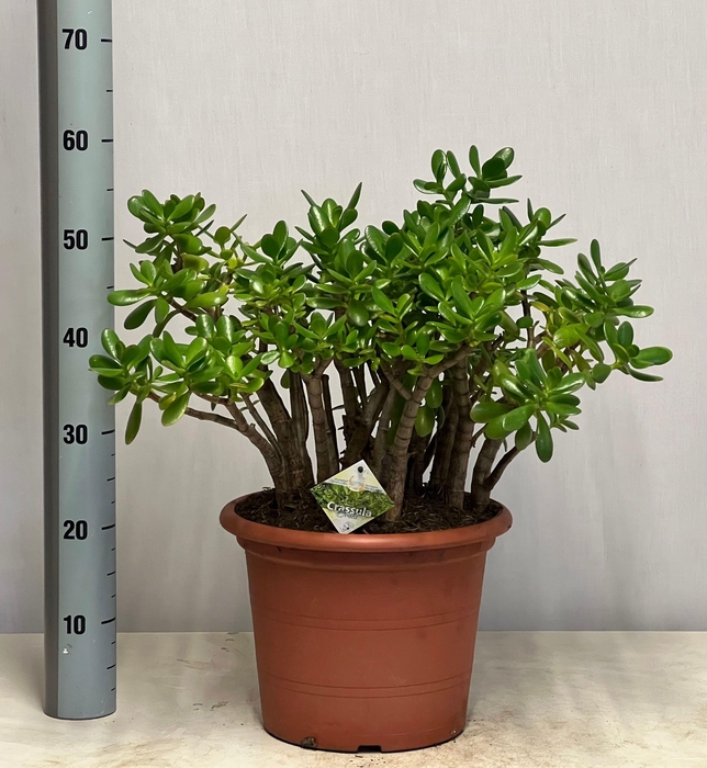 CRASS OVATA
