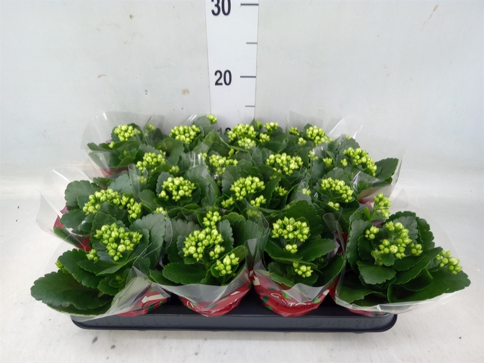 <h4>Kalanchoe blos. 'Calandiva Whites'</h4>