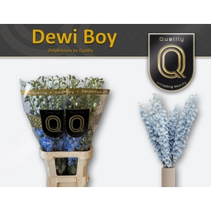 Delphinium DU 'Dewi Boy'