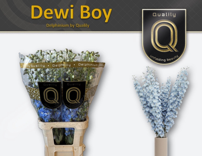 <h4>Delphinium DU 'Dewi Boy'</h4>