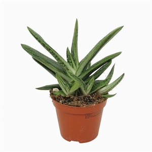 Gasteria little warthy 8,5 cm