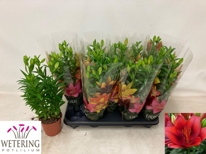 <h4>LIL AS TINY ROCKET</h4>