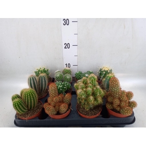 Cactus   ...mix