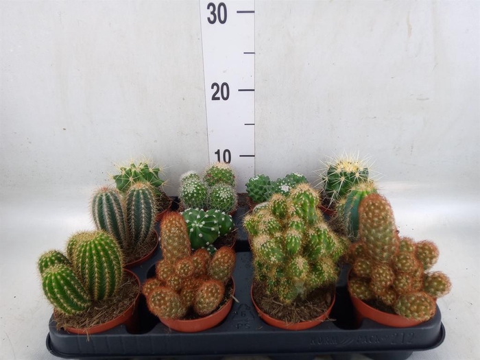 <h4>Cactus   ...mix</h4>