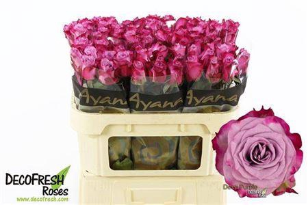 <h4>R Gr Deep Purple</h4>