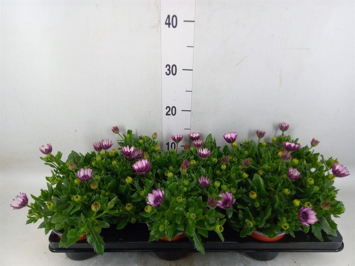 <h4>Osteospermum  'Sunny Atilla'</h4>