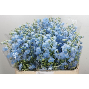 Delphinium EN 'Ballkleid'
