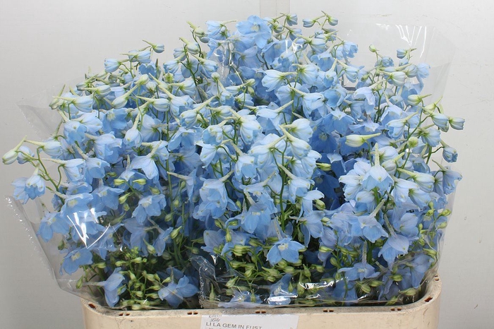 <h4>Delphinium EN 'Ballkleid'</h4>