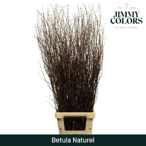 Betula L120 Naturel