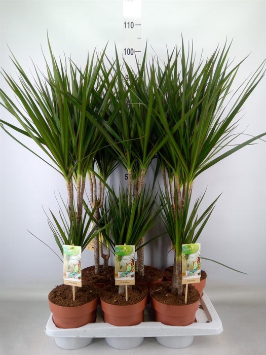 <h4>Dracaena marg.</h4>