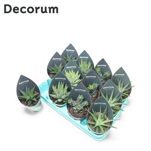 Haworthia Mix P8.5