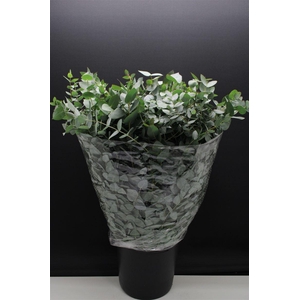 Eucalyptus pb cinerea