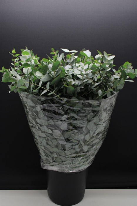 <h4>Eucalyptus pb cinerea</h4>