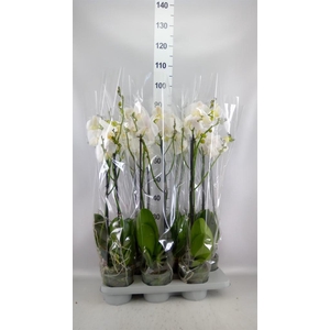 Phalaenopsis   ...white