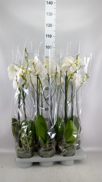 <h4>Phalaenopsis   ...white</h4>