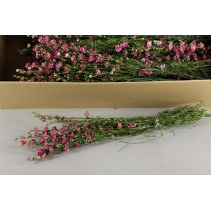 DF Delphinium Pink Bs 50g