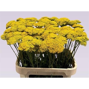 ACHILLEA FILIPEND. 'PARKERS VARIET'