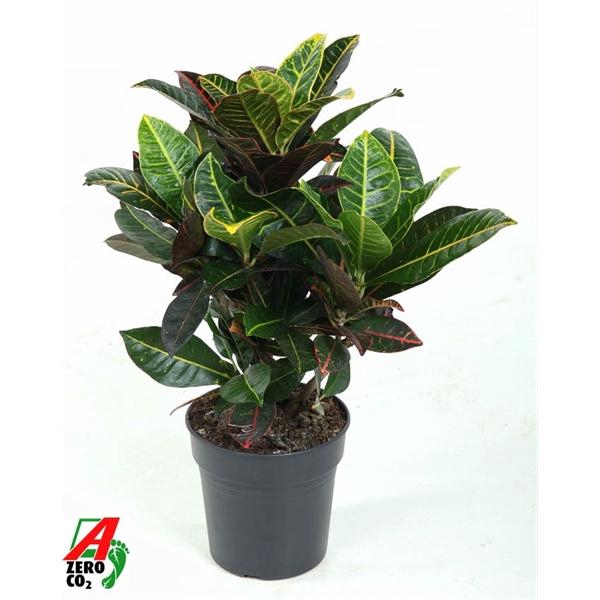 <h4>Codiaeum variegatum grootbladig 'Petra'</h4>