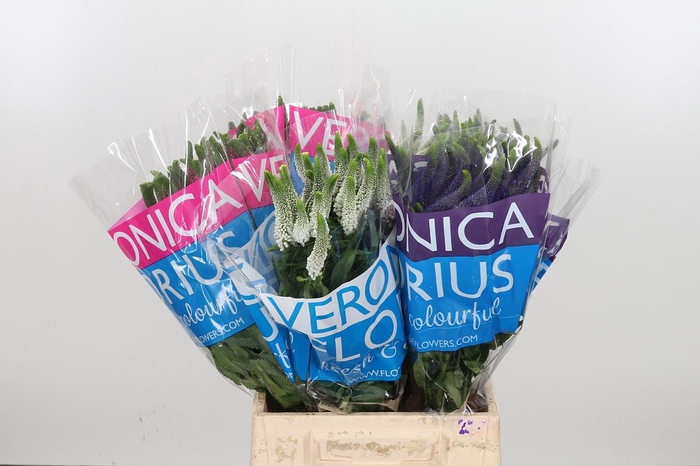 <h4>Veron Smart Gem</h4>