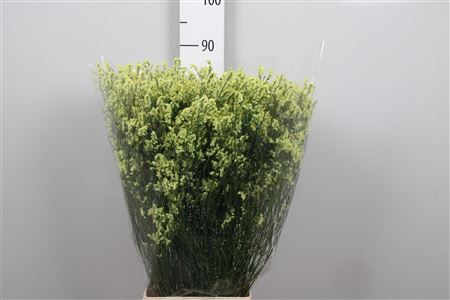 <h4>Lim Sin Pineapple Diamond</h4>