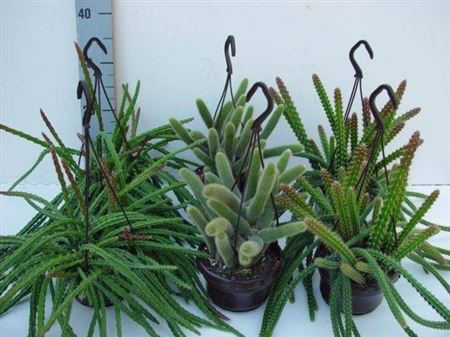 <h4>Aporocactus Hang</h4>