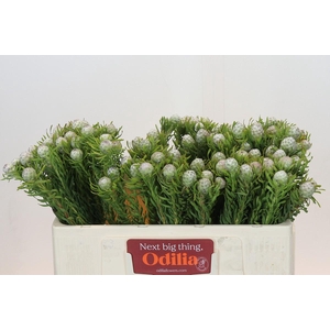 Leucadendron Ayoba Jade Pearl