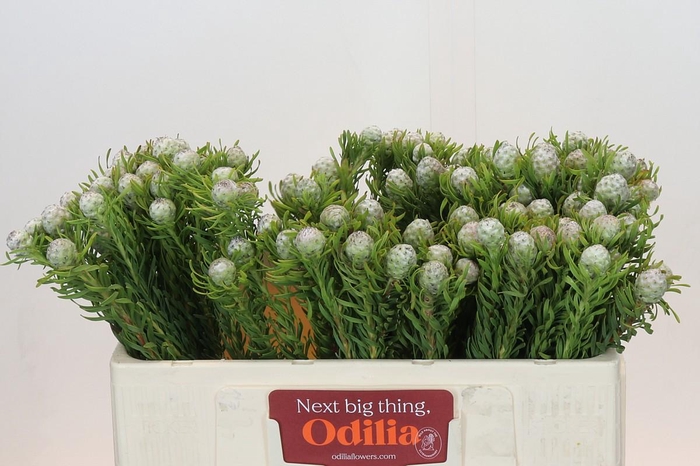 <h4>Leucadendron Ayoba Jade Pearl</h4>