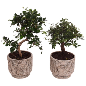 Bonsai Indoor Mix Ø12cm Mix B/S Shape in Ø14cm Ceramic NT567