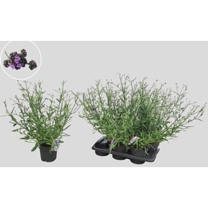 VERBE BONARIENSIS