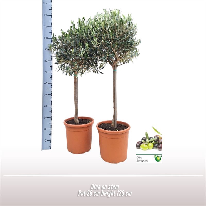 <h4>Olea op stam</h4>