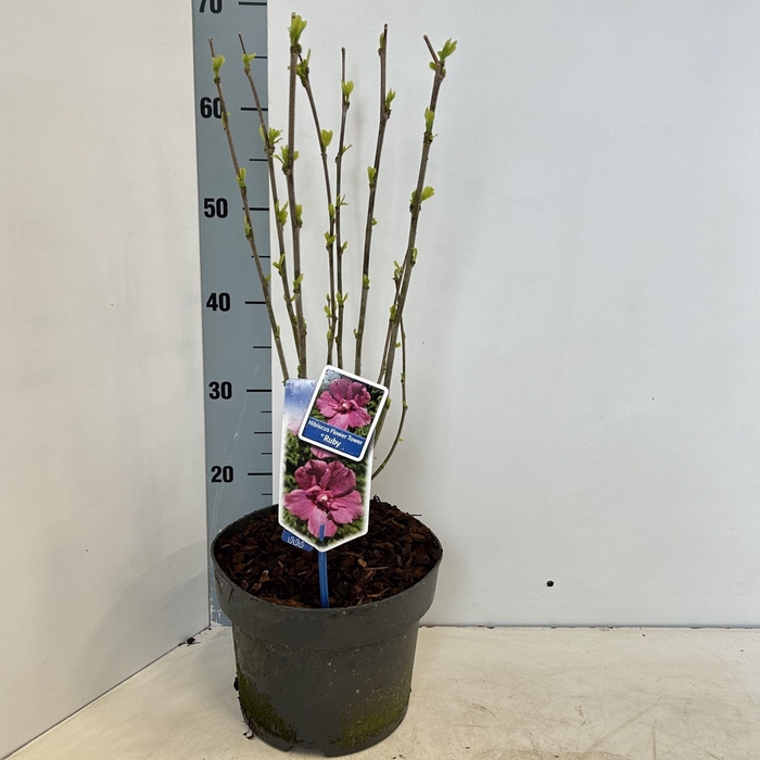 <h4>Hibiscus syriacus</h4>