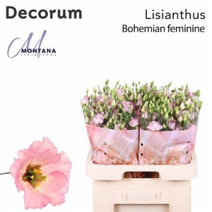 Eus E Bohemian Pink