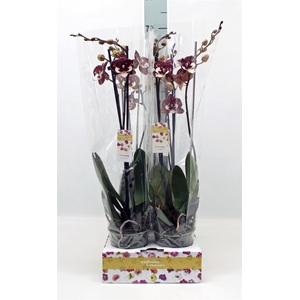 Phalaenopsis   ...