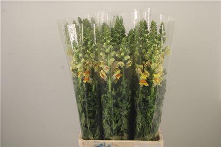 <h4>Antirrhinum It. Yellow</h4>