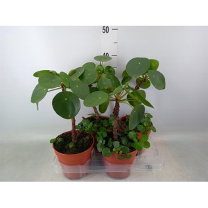 Pilea peperomioides