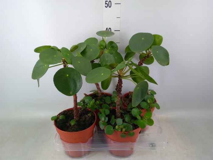 <h4>Pilea peperomioides</h4>
