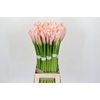 Zantedeschia Eydolls Pink