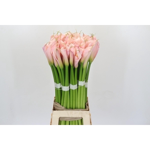 Zantedeschia Eydolls Pink