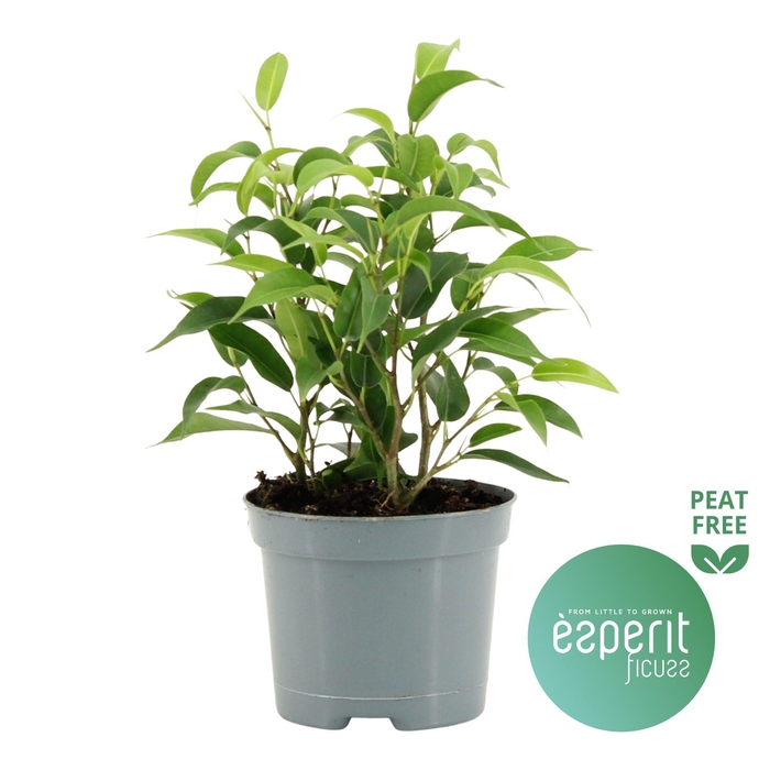 <h4>Ficus benjamina Natasja</h4>