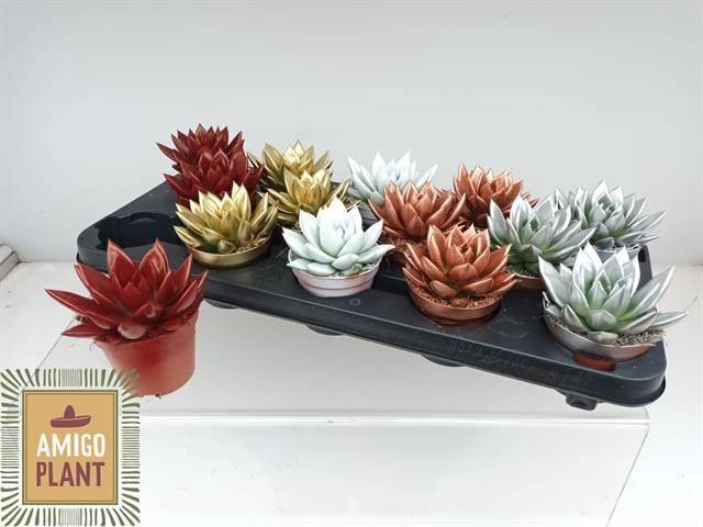 <h4>ECHEV MIRANDA</h4>