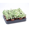 Cotyledon ladysmithiensis mini SU5038