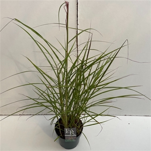 Graminées Miscanthus 'Ferner Osten'