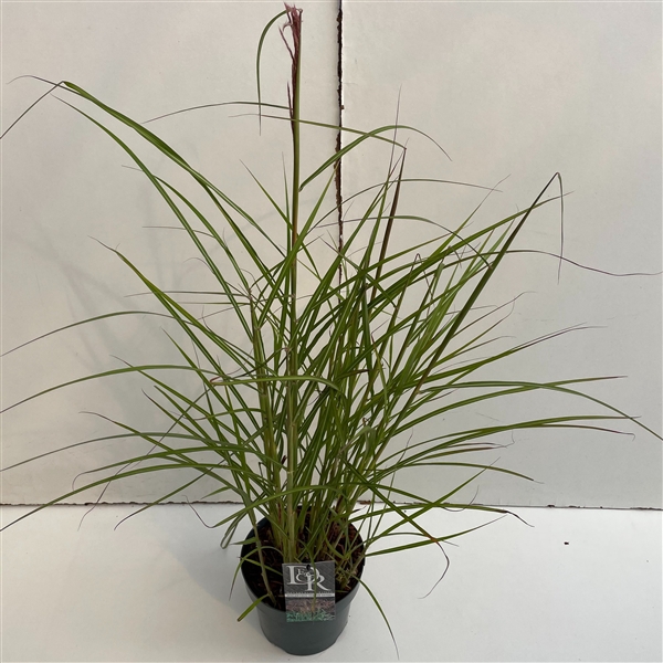 <h4>Graminées Miscanthus 'Ferner Osten'</h4>